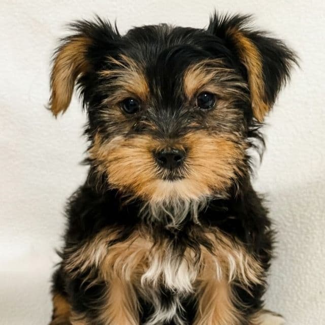 Blake - Yorkshire Terrier Female