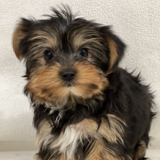 Bobbie - Yorkshire Terrier Male