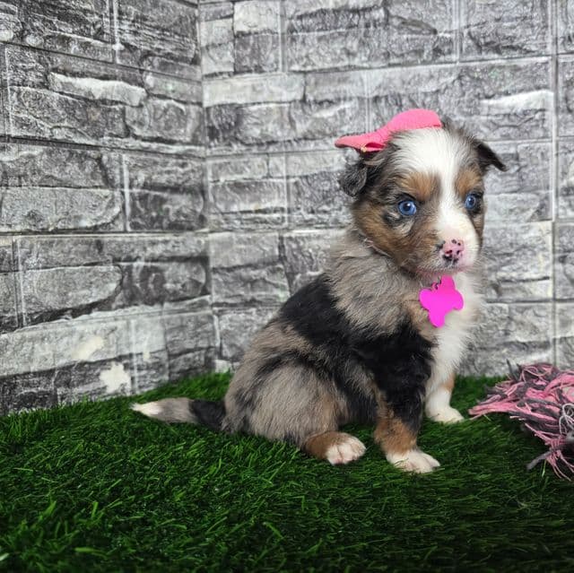 Chole - Australian Shepherd Female