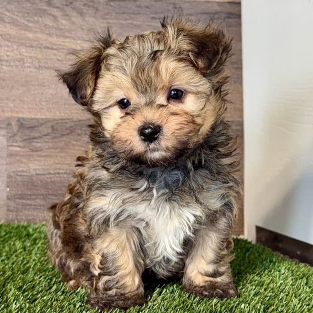 Winnie - Morkie Female