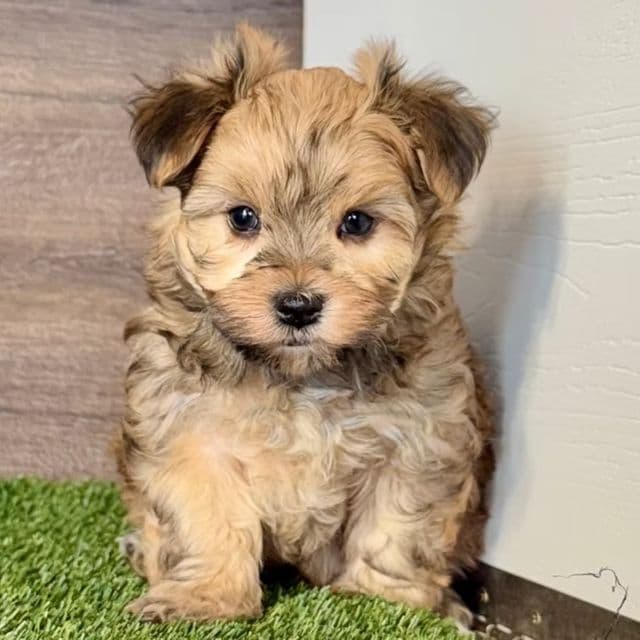Warren - Morkie Male