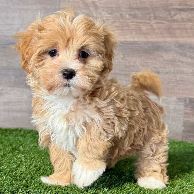 Paris - Morkie Female