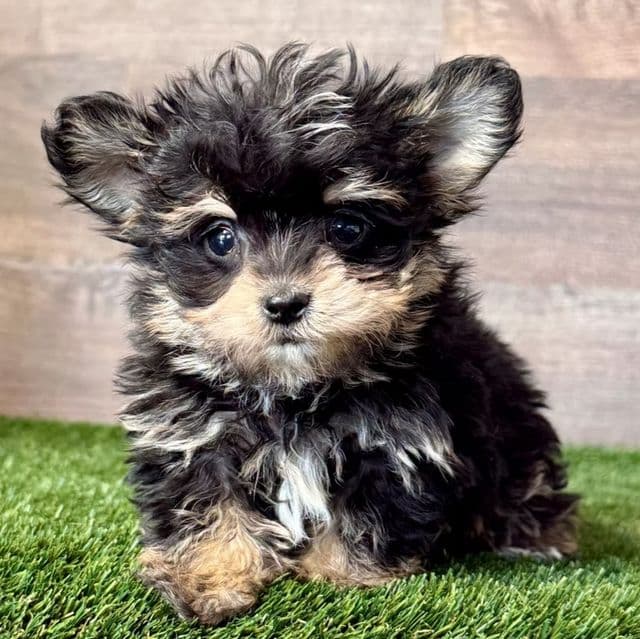 Palmer - Morkie Male