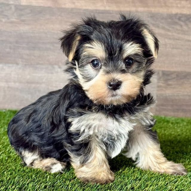Whimsy - Morkie Female