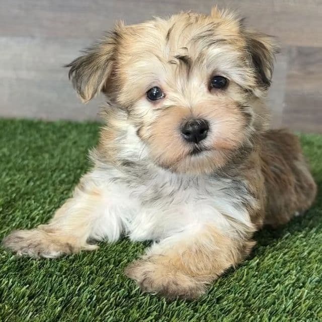 Waverly - Morkie Female