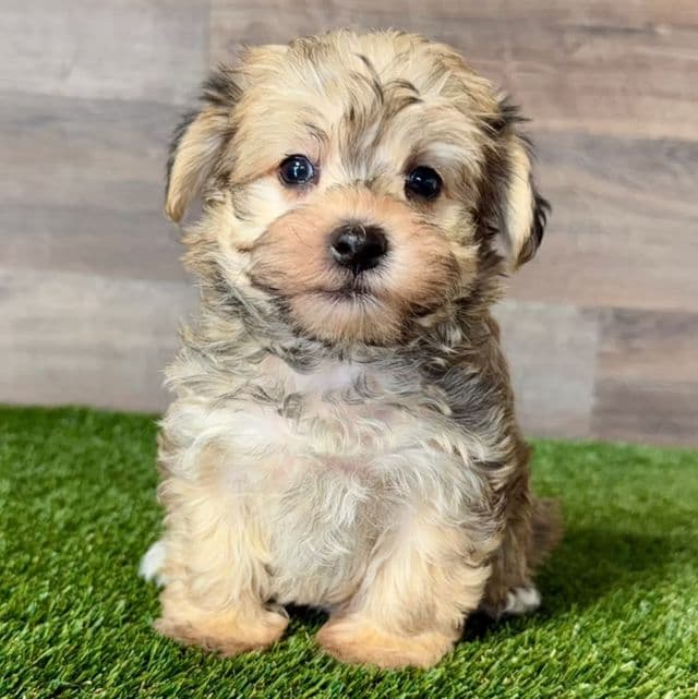 Will - Morkie Male