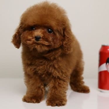 Te-amo Tea cup doll - Toy Poodle Male