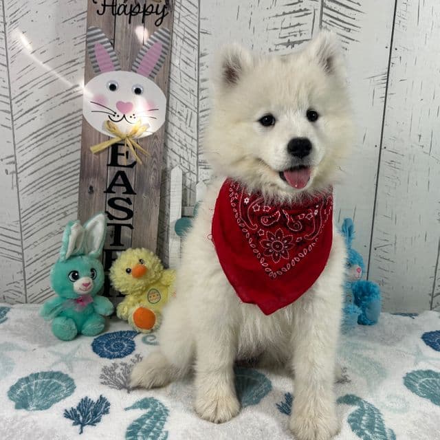 Zena - Samoyed Female