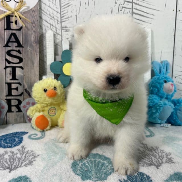 Zippy - Samoyed Male