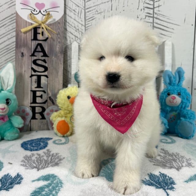 Misty - Samoyed Female