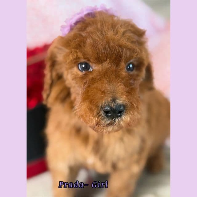 Prada - Standard Poodle Female
