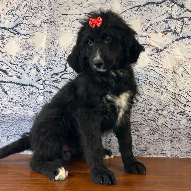 Buttercup - Bernedoodle Female