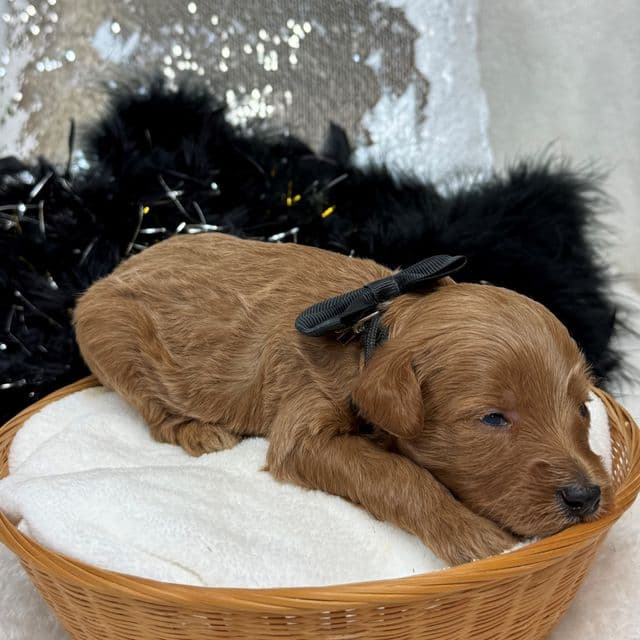 Brinley Black Boy - Goldendoodle Male