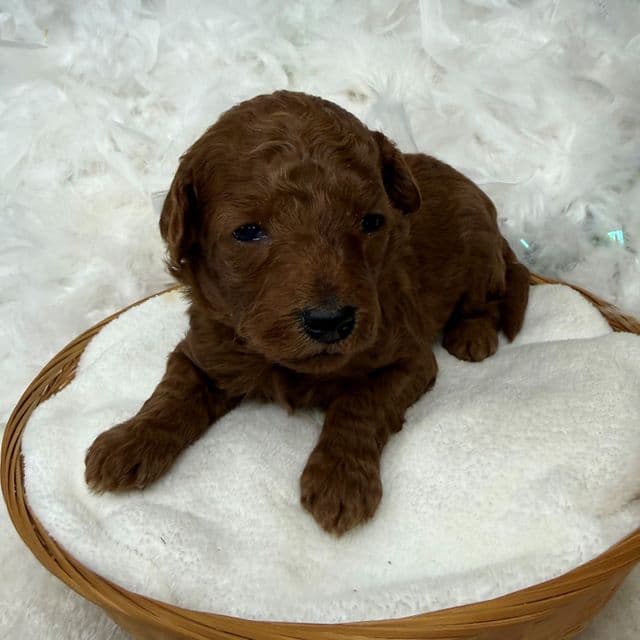 Brinley White Boy - Goldendoodle Male