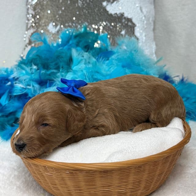 Brinley Blue Boy - Goldendoodle Male