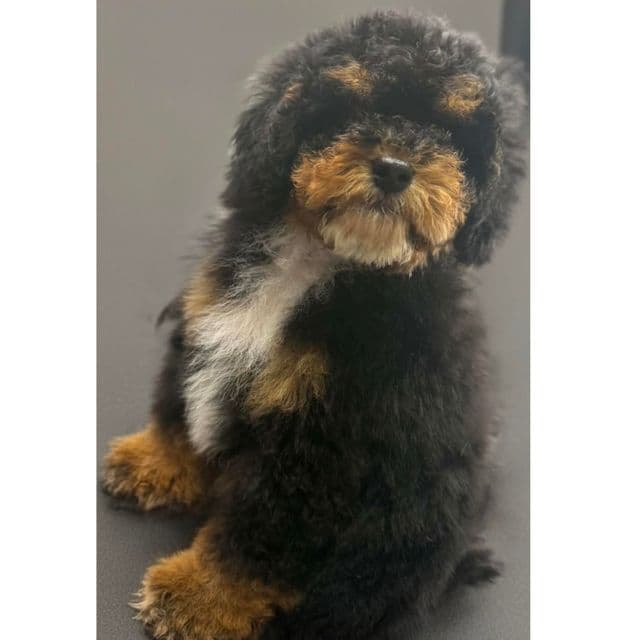 BRANDO - Cockapoo Male