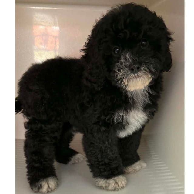 BESSIE - Cockapoo Female