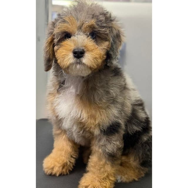 BROCK - Cockapoo Male