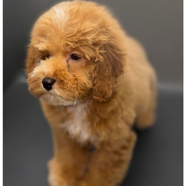 BROOKLYN - Cockapoo Female