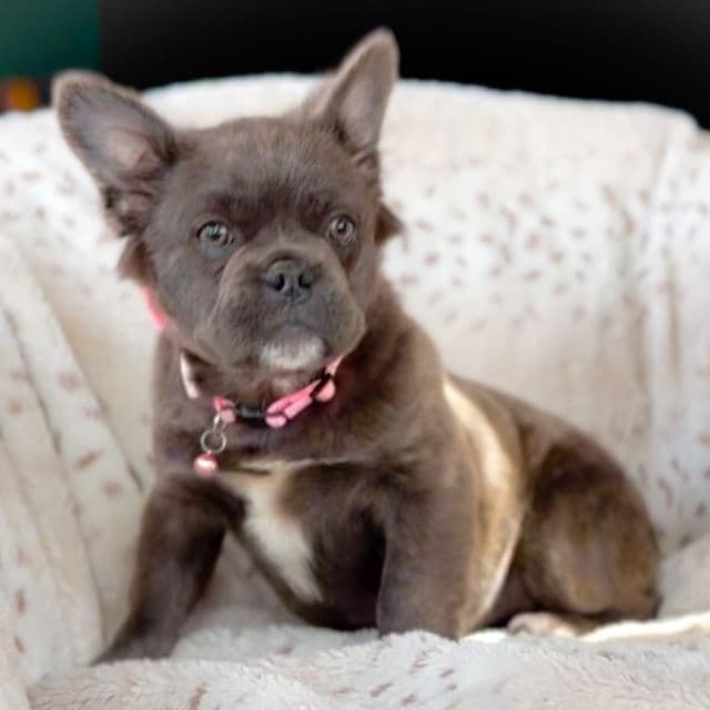 Dancer - French Bulldog Female