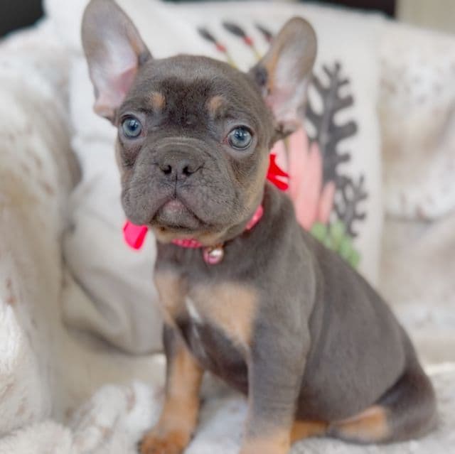 Macaroon - French Bulldog Female