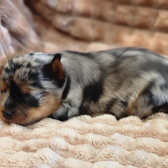 Jewel - Yorkshire Terrier Female