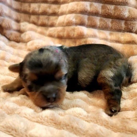 Jolie - Yorkshire Terrier Female