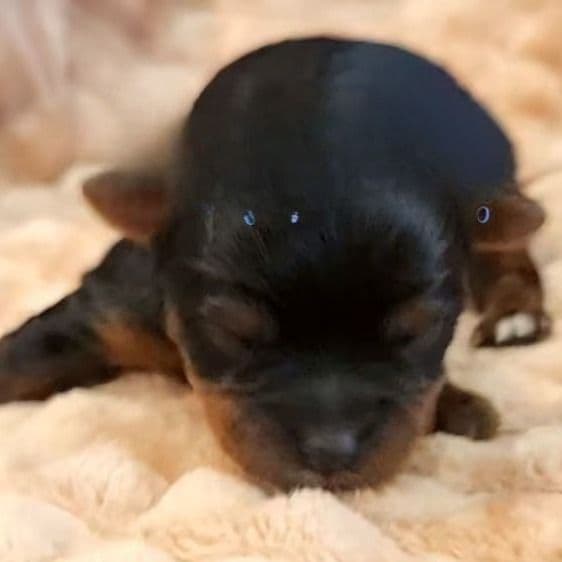 Jasper - Yorkshire Terrier Male