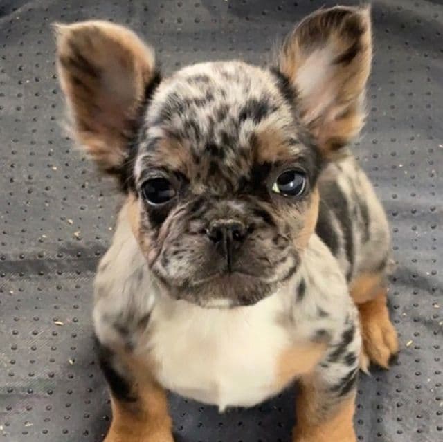 Robin - French Bulldog Female