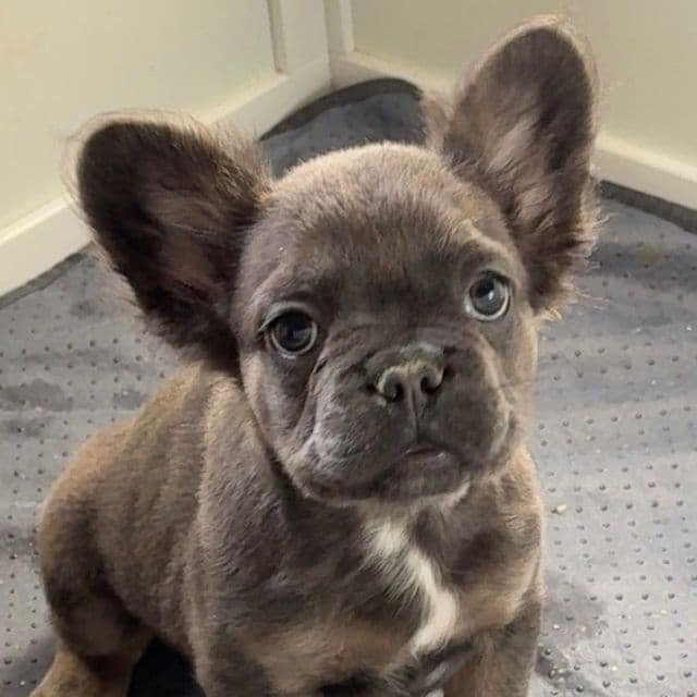 Joyce - French Bulldog Female