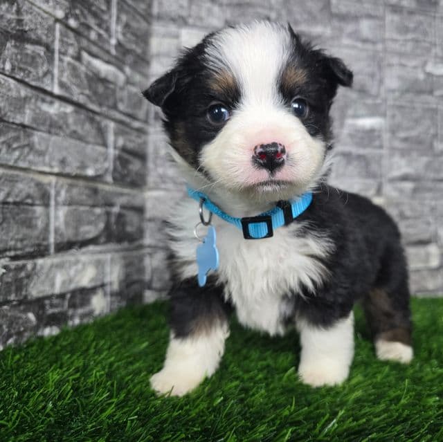 Marshall  - Miniature American Shepherd (Mini Aussie) Male