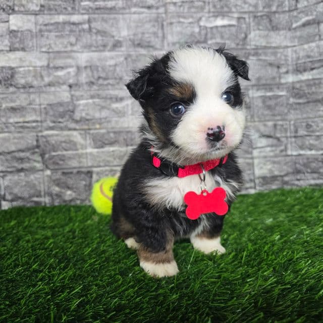 Rubble - Miniature American Shepherd (Mini Aussie) Male