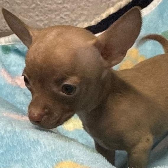 Saul - Chihuahua Male