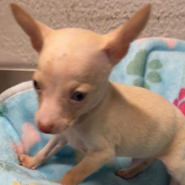 Freddie - Chihuahua Male