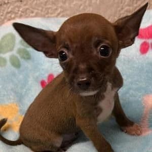 Sparky - Chihuahua Male