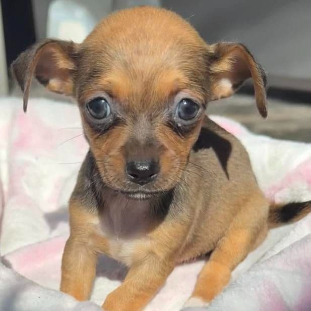 Penny - Chihuahua Female