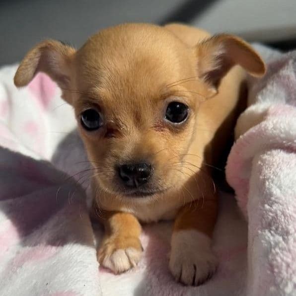 Polly - Chihuahua Female