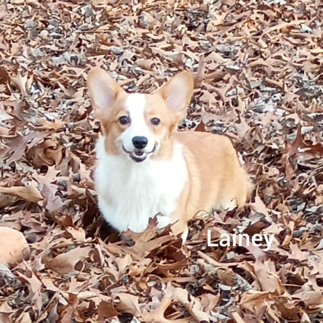 Lainey - Pembroke Welsh Corgi Female
