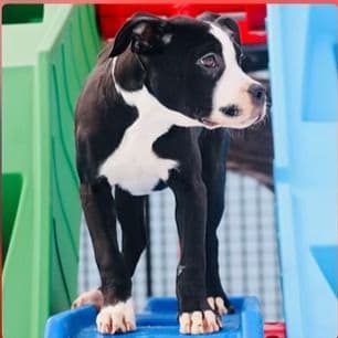 Female 1 - American Pit Bull Terrier Female