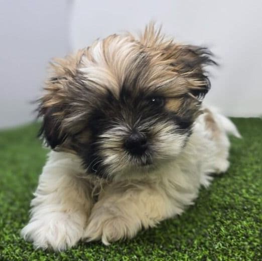 Monty - Pekingese Male