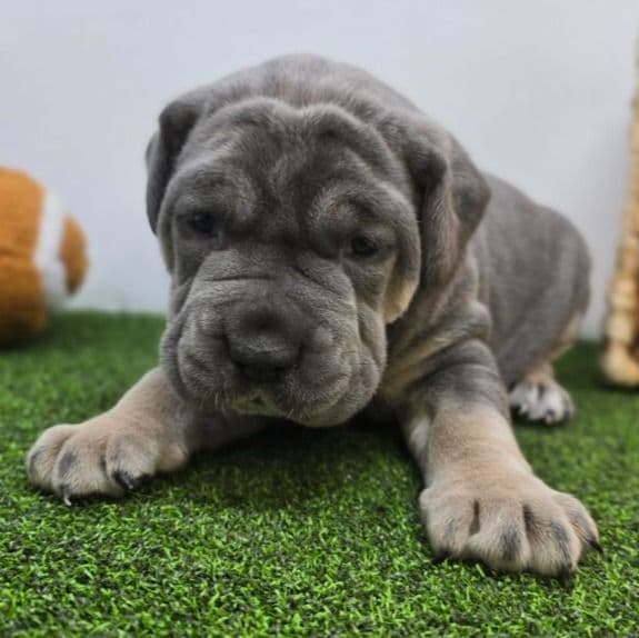 Willow - Cane Corso Female