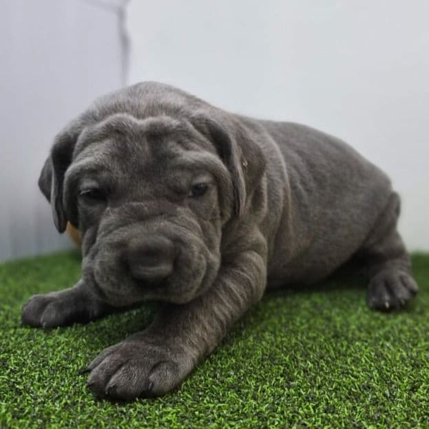 Roman - Cane Corso Male