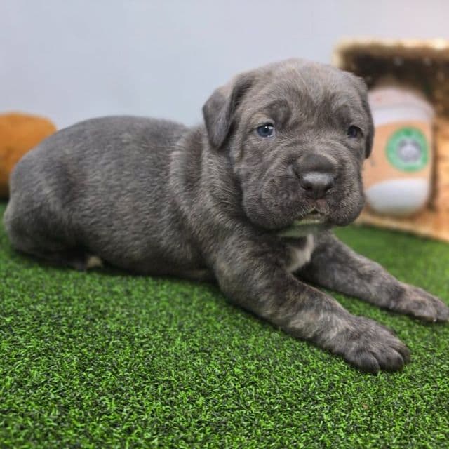 Bruno - Cane Corso Male