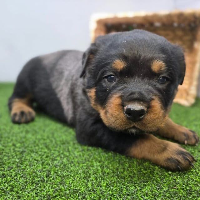Titan - Rottweiler Male