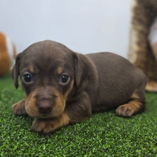 Winnie - Chiweenie Female