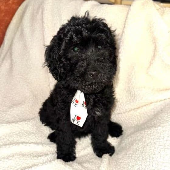 Lake - Labradoodle Male