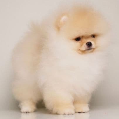 Sky – Tiny cream pom - Pomeranian Male