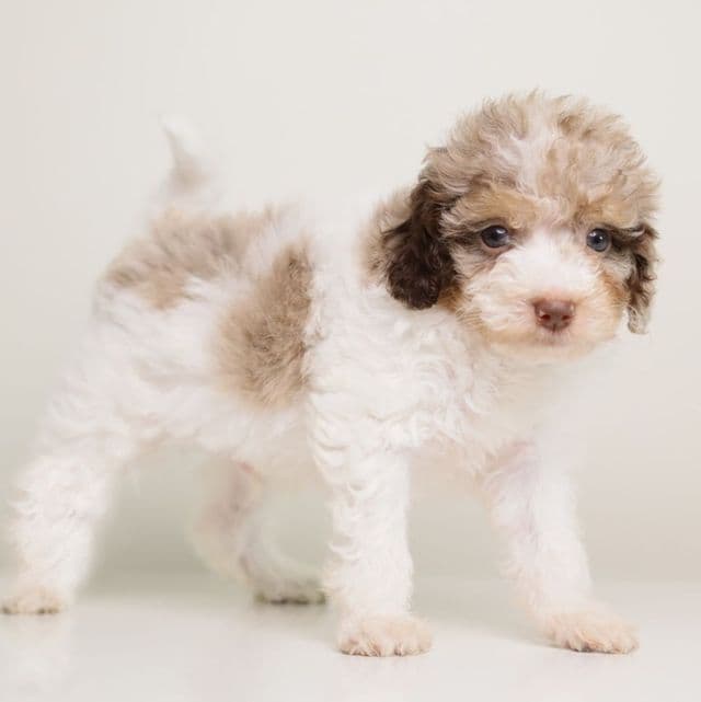 LOKI — WHITE TRICOLOR MERLE MALE CHOCOLATE CARRIER - Toy Poodle Male