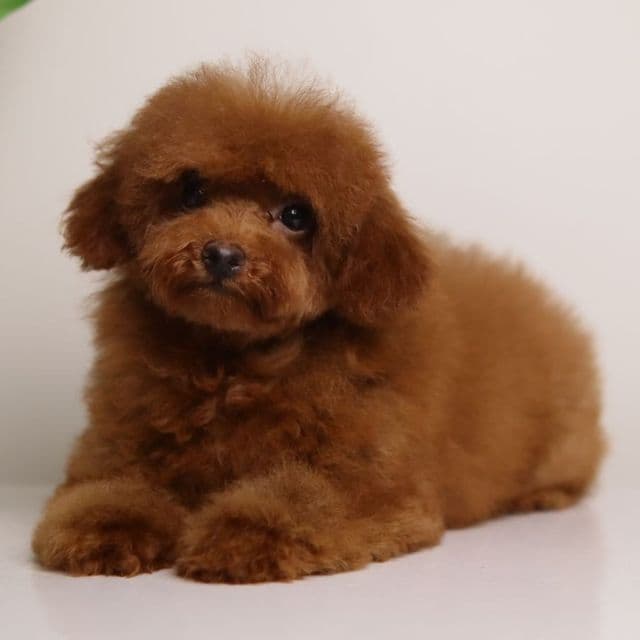 Charming Lou - Toy Poodle Female