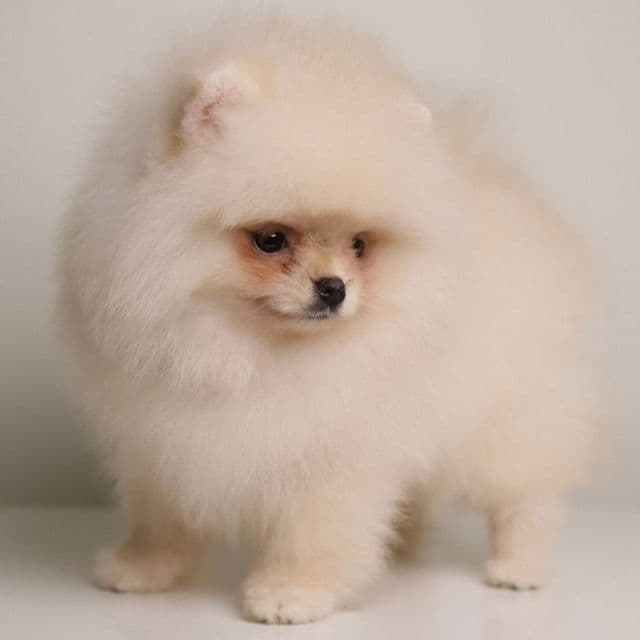 Reina – Tiny Teacup - Pomeranian Female